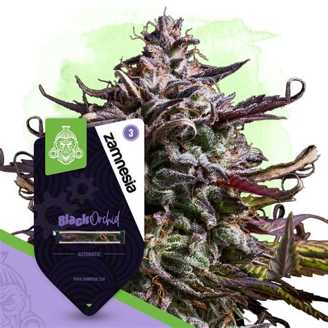 zamnesia seed|Zamnesia: Black Orchid Automatic by Zamnesia Seeds